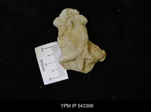 Asteriacites sp.