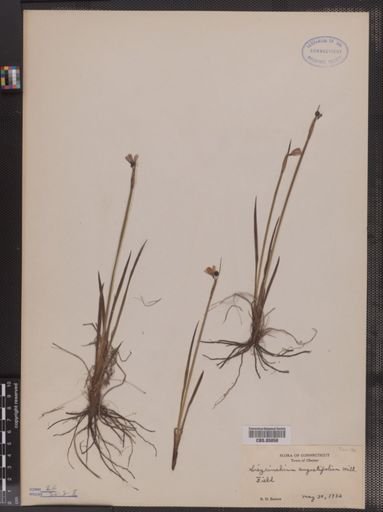Sisyrinchium angustifolium