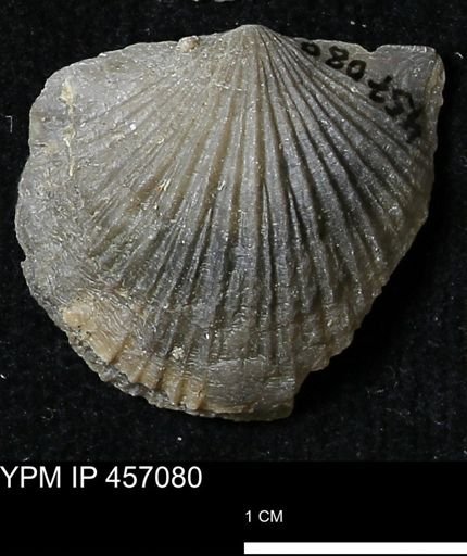 Stropheodonta sp.