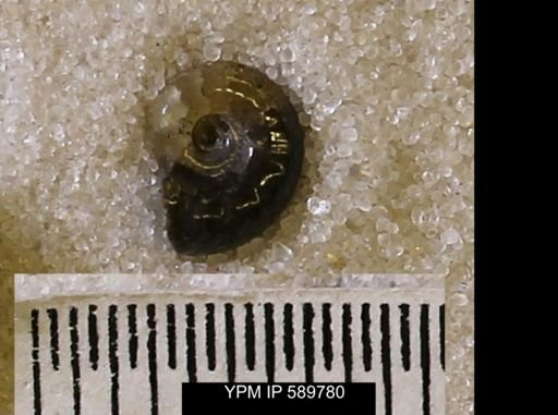 Jeletzkytes nebrascensis