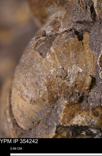 Limopsis striatopunctatus