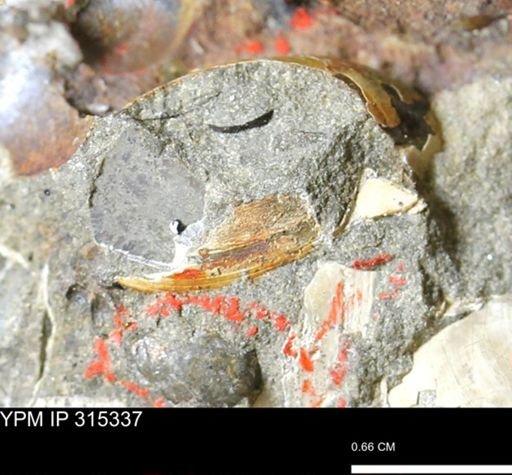 undet. Bivalvia