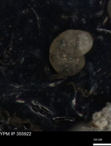 undet. Foraminiferida