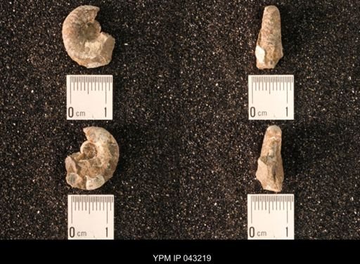Hoploscaphites nicolletii