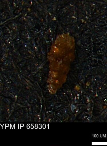Verneuilinoides kansasensis