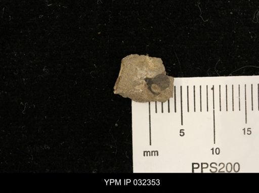 Hoploscaphites nicolletii