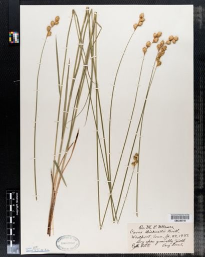 Carex bicknellii