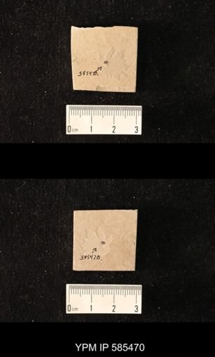undet. Mordellidae