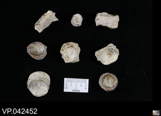 undet. Actinopterygii