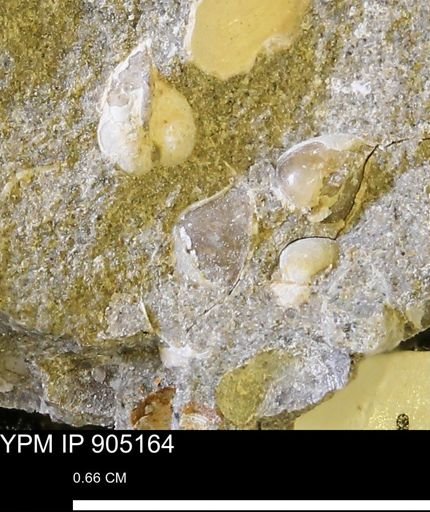 Corbulamella gregaria