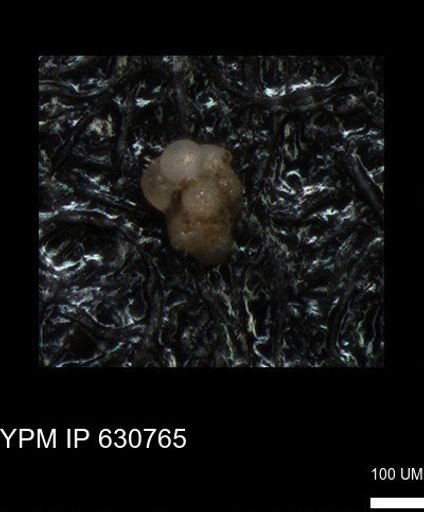 undet. Foraminiferida