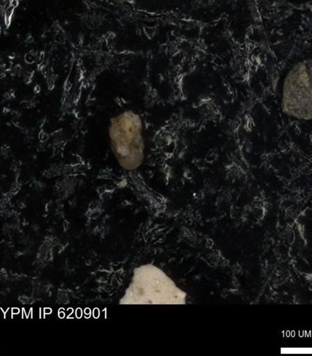 undet. Foraminiferida