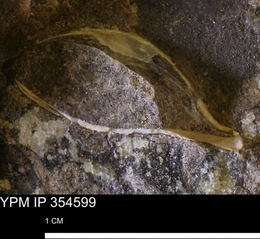 Pseudoptera subtortuosa