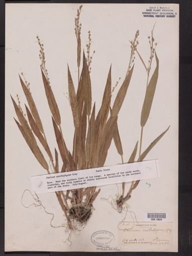 Panicum xanthophysum