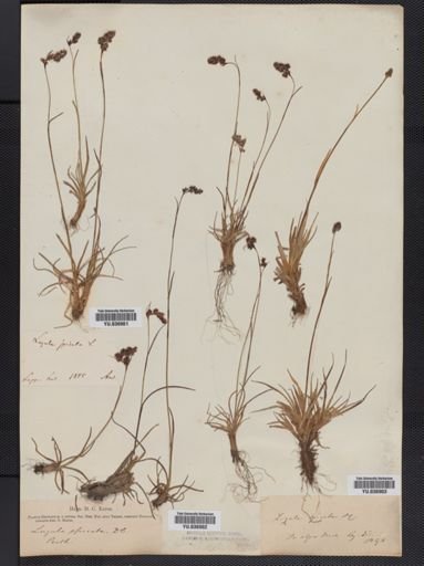 Luzula spicata