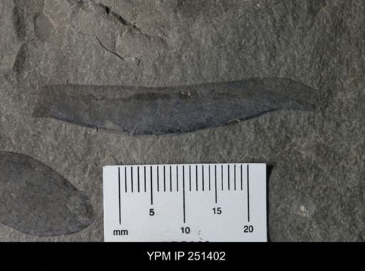 undet. Eurypterida