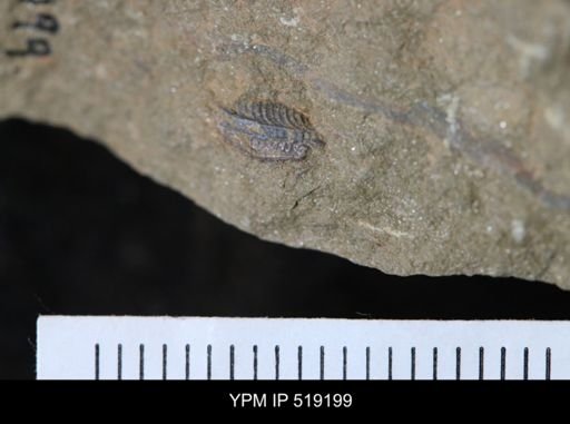 undet. Gastropoda