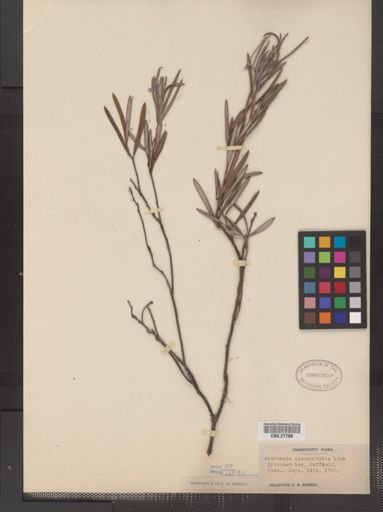 Andromeda glaucophylla
