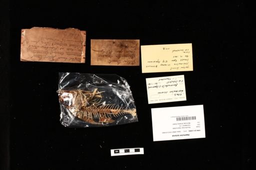 Haemulon sciurus