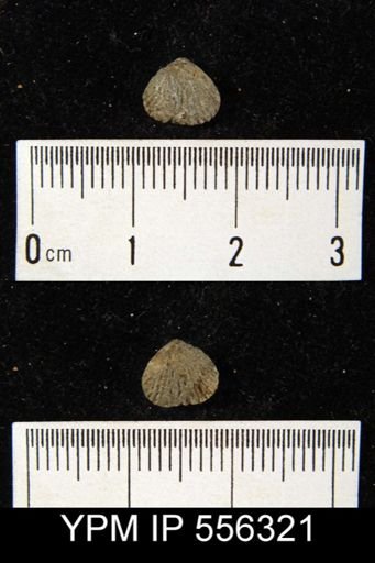 Camarotoechia sp.