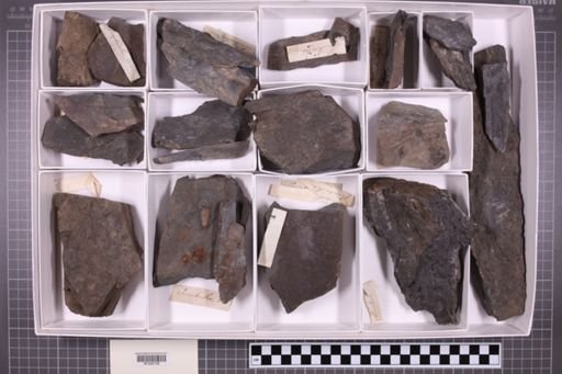 mixed taxa, stratigraphic collection