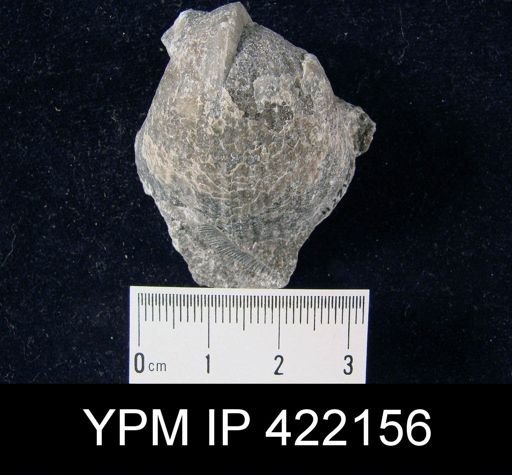 Gypidula coeymanensis