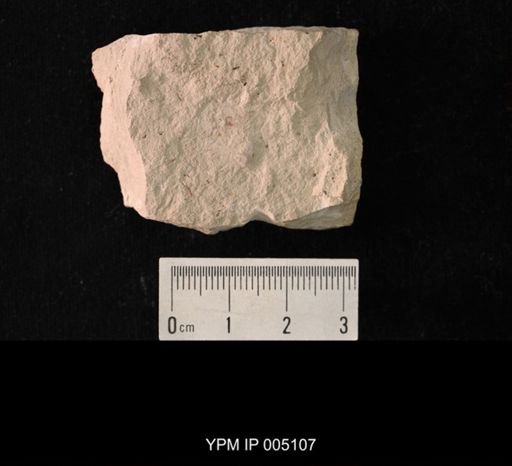 Permopsocus congener