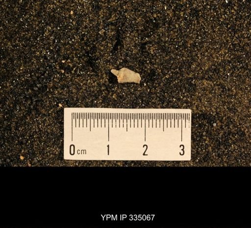 Lophophyllum profundum