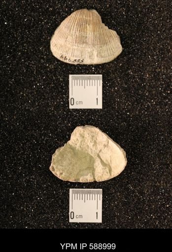 Dinorthis subquadrata
