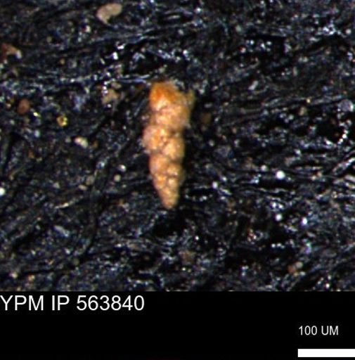 Verneuilinoides kansasensis