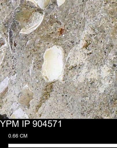 undet. Bivalvia