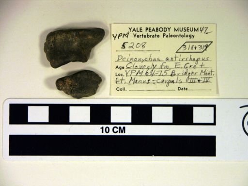 Deinonychus antirrhopus