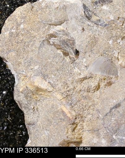undet. Mollusca