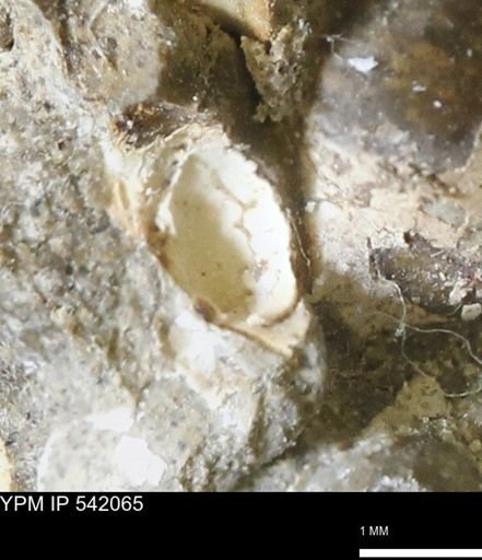 Corbulamella gregaria