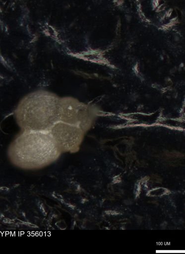 undet. Foraminiferida