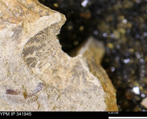 undet. Bivalvia