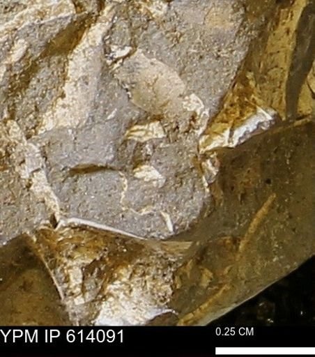 undet. Mollusca