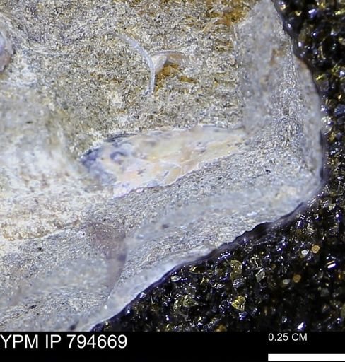 Hoploscaphites sp.