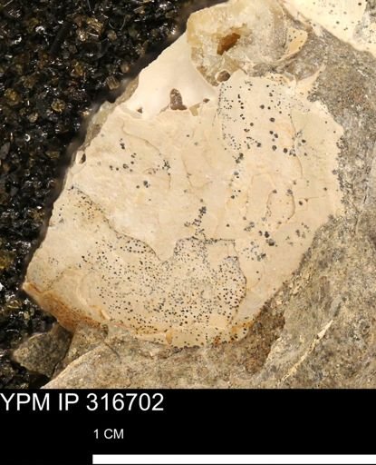 undet. Scaphitidae