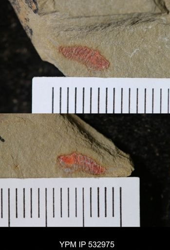 Synziphosurina