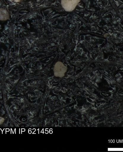 undet. Foraminiferida