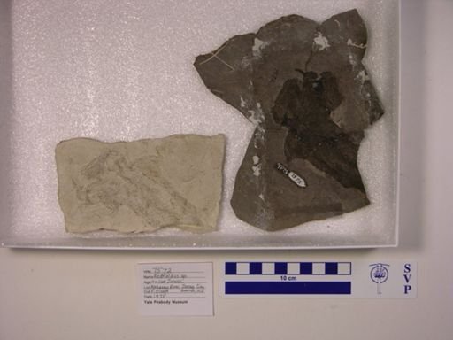 Redfieldius gracilis