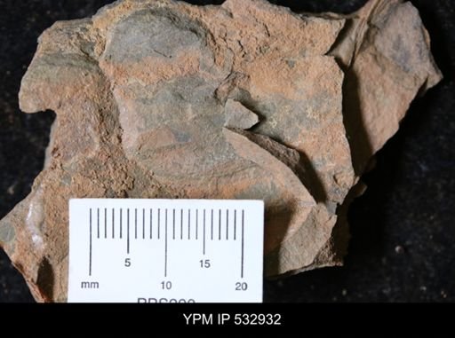 undet. Trilobita