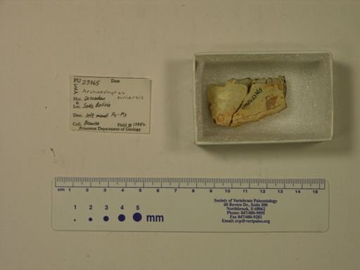Archaeohyrax suniensis