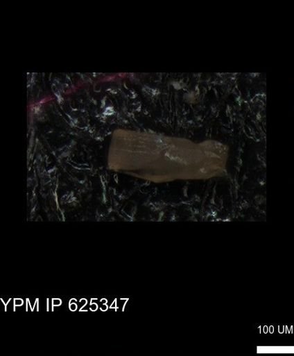 undet. Echinoidea