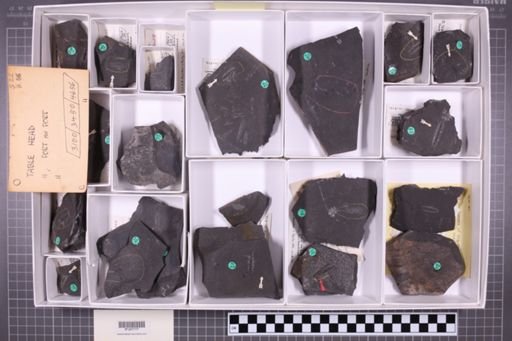 mixed taxa, stratigraphic collection