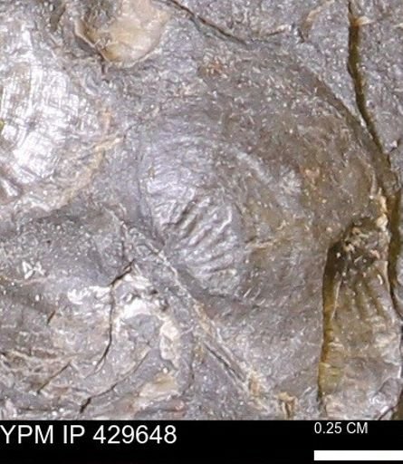 Devonochonetes