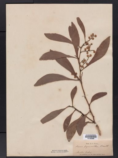 Acacia