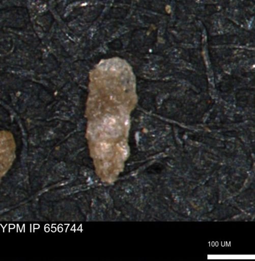 Verneuilina canadensis