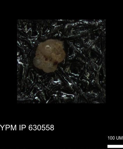 undet. Foraminiferida